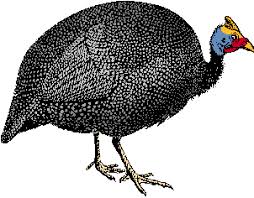 Guinea-Fowl