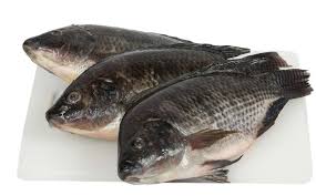 Tilapia